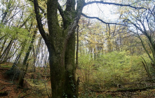 Albine - Roc de Peyremaux