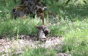 46-Varaire – Beauregard- 5 photos Joëlle