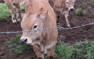 AUBRAC - jour 3 - 2026