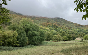 Touroc