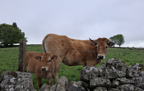 AUBRAC - jour 3 - 2026